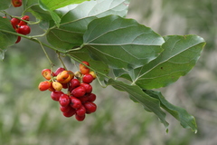 Tiliacora acuminata